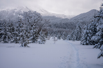 Snowy Forest Path in Winter Shiretoko