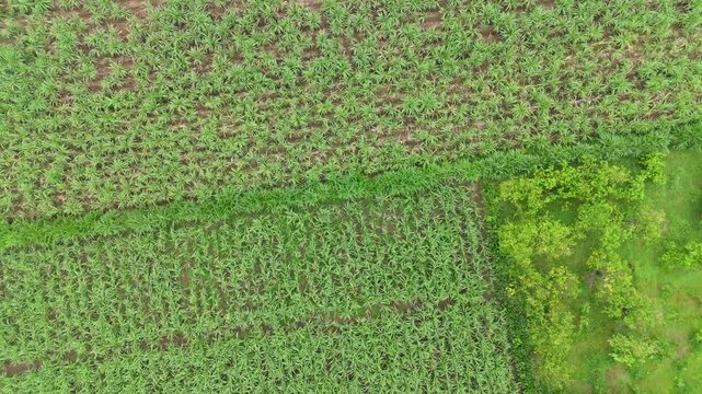 Directly overhead aerial view showcasing the geometric pattern of diverse green agricultural plots and organized farmlands, with various crops and dividing lines. sugarcane, cornfield, pomelo plant.