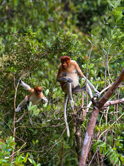 Fototapeta premium Bekantan or proboscis monkey is a type of long-nosed monkey with reddish-black fur. This animal is endemic to the island of Borneo.