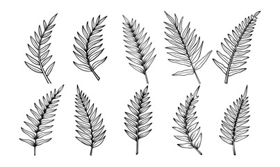 Naklejka premium Handdrawn tropical leaves line art vector set exotic outlines for botanical designs nature
