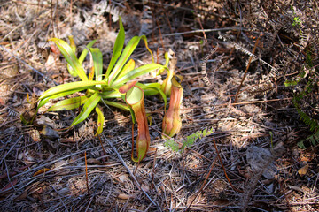 Nepenthes, also known as pitcher plants or monkey cups, are tropical carnivorous plants that have the ability to attract and trap insects.
