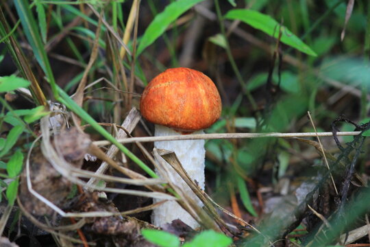 aspen mushroom in a summer forest