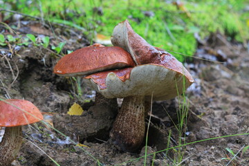The aspen mushrooms look like a painting of one mushroom eating another.