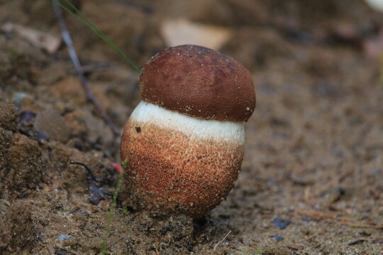aspen mushroom in a summer forest