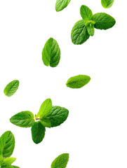 Mint leaves float against a solid black background