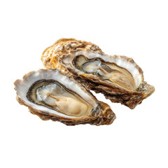 Two freshly opened oysters revealing their meaty interiors isolated on transparent background