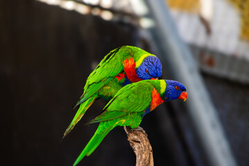 Loriquet arc en ciel