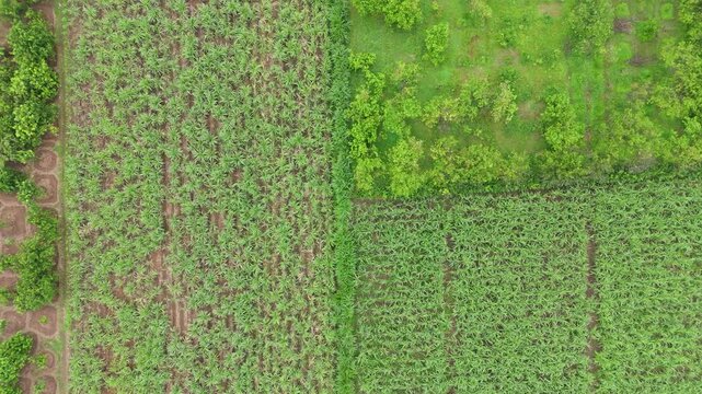 Directly overhead aerial view showcasing the geometric pattern of diverse green agricultural plots and organized farmlands, with various crops and dividing lines. sugarcane, cornfield, pomelo plant.