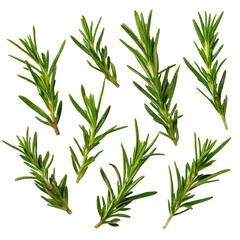 Obraz premium Fresh green rosemary sprigs arranged artfully isolated on transparent background