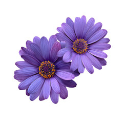 Obraz premium Two vibrant purple daisies, close-up