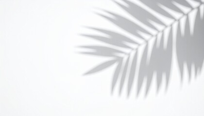 Palm leaf shadow on white background, tropical summer concept with copy space