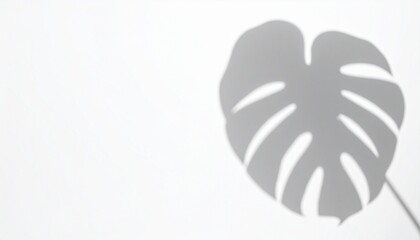 Monstera leaf shadow on white wall, aesthetic tropical plant silhouette, natural light overlay for product display or background