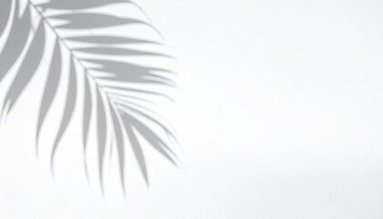 Palm leaf shadow on white background, tropical plant silhouette, minimalist summer aesthetic, natural light overlay, copy space for product display or branding