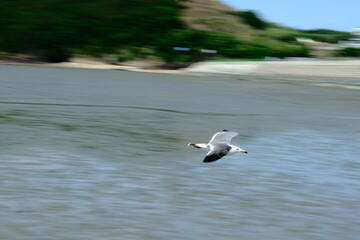 갈매기, 바닷가, 새, seagull, beach, bird, 버드, 날기, 물가, 날다, sky