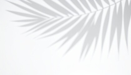 Palm leaf shadow on white background, abstract tropical summer concept, natural light overlay for product display or backdrop