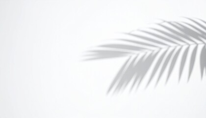 Palm leaf shadow on white background, tropical summer concept, aesthetic minimal design, natural light overlay, blank space for text