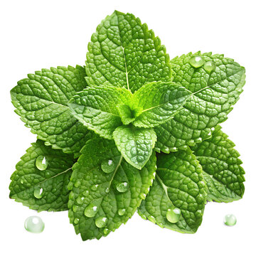 A vibrant cluster of fresh mint leaves, isolated on transparent background, adorned with water droplets, showcasing their bright green color and refreshing aroma