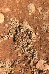 Earth, Dirt, Ground, Ant hill, Termite mound, Granular, Clumps, Texture, Natural