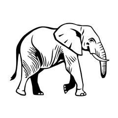 Obraz premium elephant vector illustration