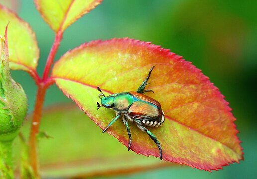 Popillia japonica, scarabeo infestante