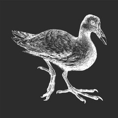 Moorhen, vector illustration, hand drawn sketch