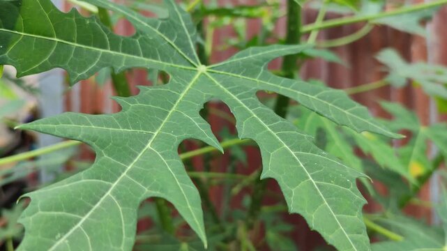 Close-up of a Chaya leaf (Chidoscolus aconitifolius), also known as Tree Spinach. Macro video showcases its vibrant green color, intricate vein patterns, and lobed shape.