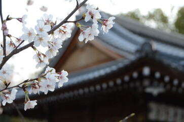 【京都】向日神社の境内に咲く桜