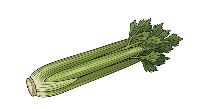 Illustration of a stalk of celery with green leaves, rendered in a cartoon style