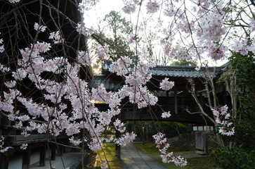 【京都】向日神社の境内に咲く桜