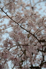 【京都】向日神社の境内に咲く桜