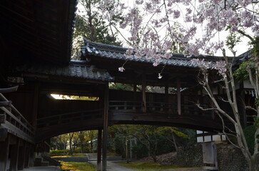 【京都】向日神社の境内に咲く桜