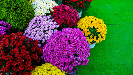 Colorful Garden Flowers in Pots
