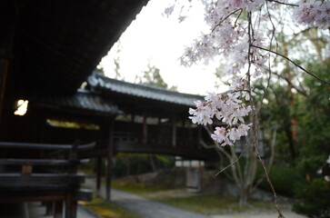 【京都】向日神社の境内に咲く桜