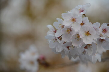 【京都】向日神社の境内に咲く桜