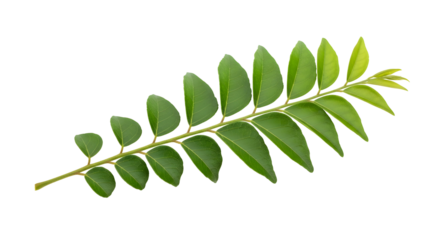A sprig of fresh green curry leaves, isolated on transparent background