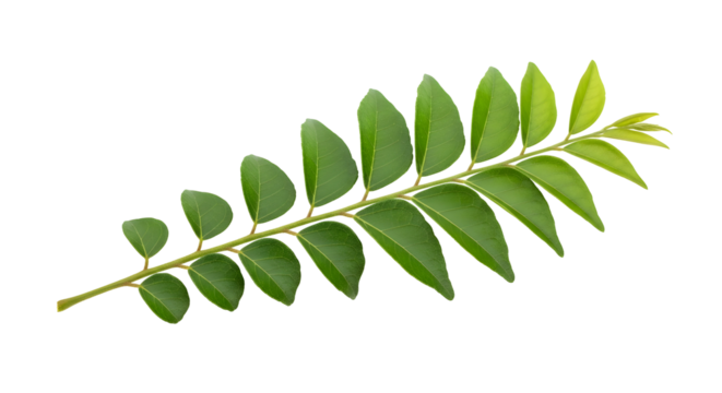 A sprig of fresh green curry leaves, isolated on transparent background