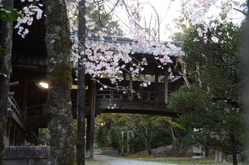 【京都】向日神社の境内に咲く桜
