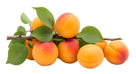 Fresh ripe apricots on a branch with green leaves, isolated on transparent background