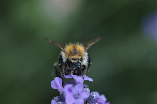 Bumblebee Collecting Nectar on Lavender macro
