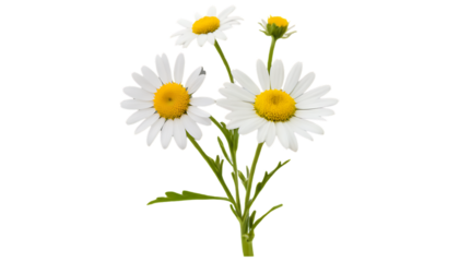 Cargo container isolated, chamomile flower, cinnamon sticks cut out, colorful crayons, ultra-detailed 8K product and natural elements, isolated on transparent background, crisp studio lighting, commer