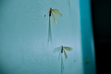 Two mayflies clinging to a blue wall in a dark environment at night