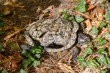 Red-eared turtle (Latin Trachemys scripta) on the shore of a pond in foliage on a clear sunny day. Animals, reptiles, reptiles, predators.