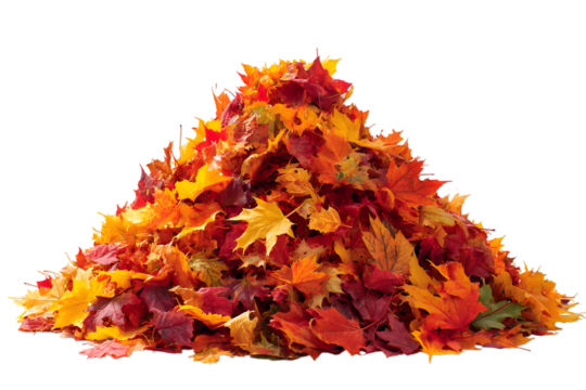 A vibrant pile of colorful autumn leaves isolated on transparent background