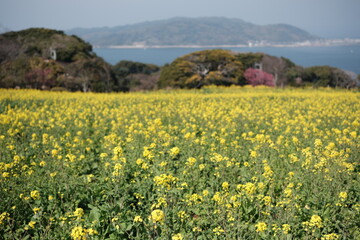 Nokonoshima Island Park rapeseed flowers in Spring 能古島