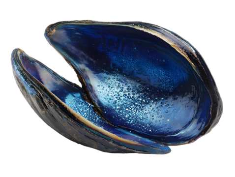 Open blue mussel shell with iridescent interior isolated on transparent background