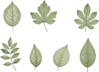 Different types of leaves illustration, botanical vector art, plant identification clipart, green foliage drawing, nature elements, biology education, detailed leaf collection design