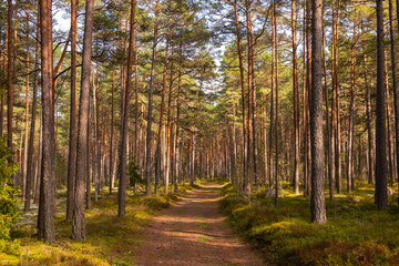 Pine forest trail in Lahemaa National Park, Estonia.