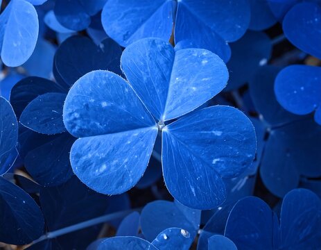 Close up image of several bold indigo shamrock leaves tightly clustered together