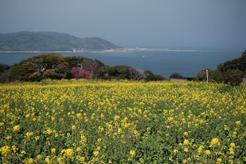 Nokonoshima Island Park rapeseed flowers in Spring 能古島