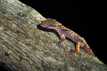 Cattien bent-toed gecko - Cyrtodactylus cattienensis, beautiful small gecko native to forests and woodlands of Southeast Asia, Vietnam.